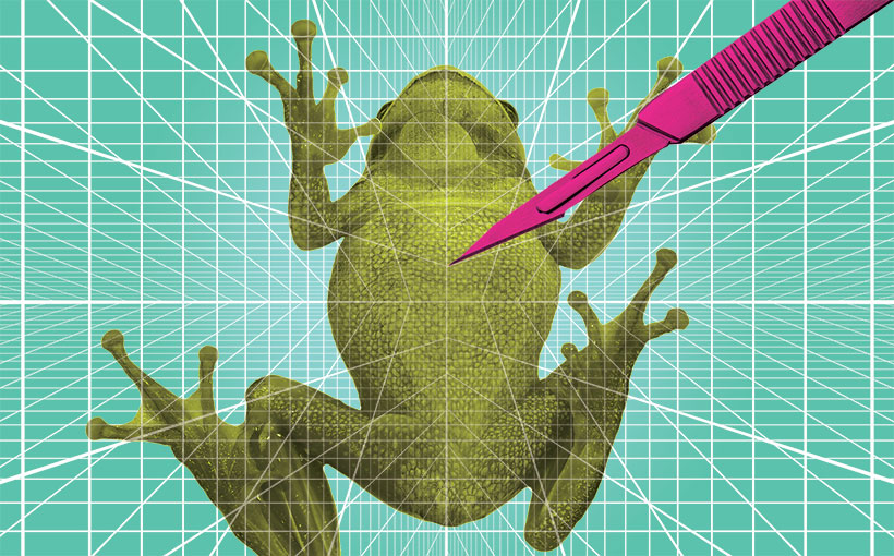net frog interactive frog dissection